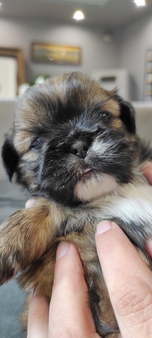 Piesek Shih Tzu tricolor