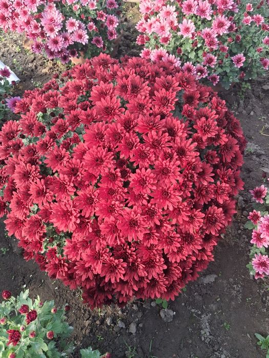 Chryzantemy drobnokwiatowe