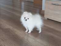Szpic miniaturowy pomeranian xxs