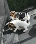 Dwie suczki Beagle szukają  domu