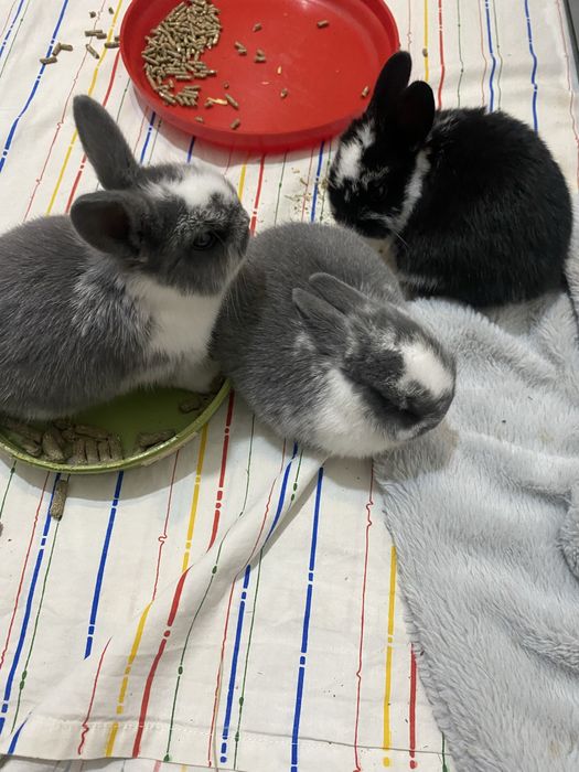 Coelhos anoes muito fofos