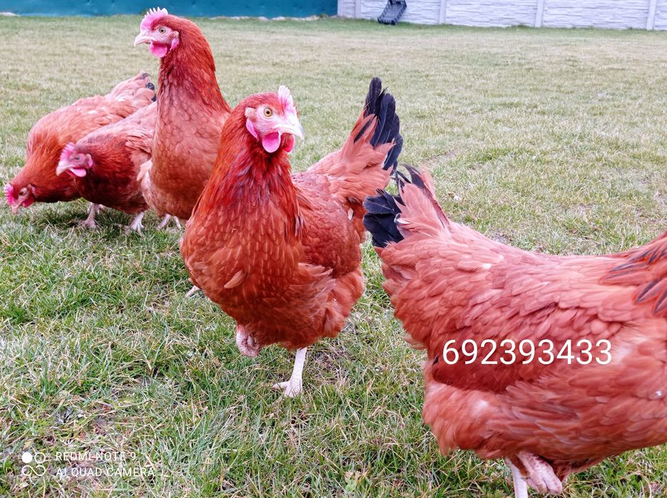 Rossa młode kurki kokoszki rosa , leghorn kury, zielononóżki-Wysylamy