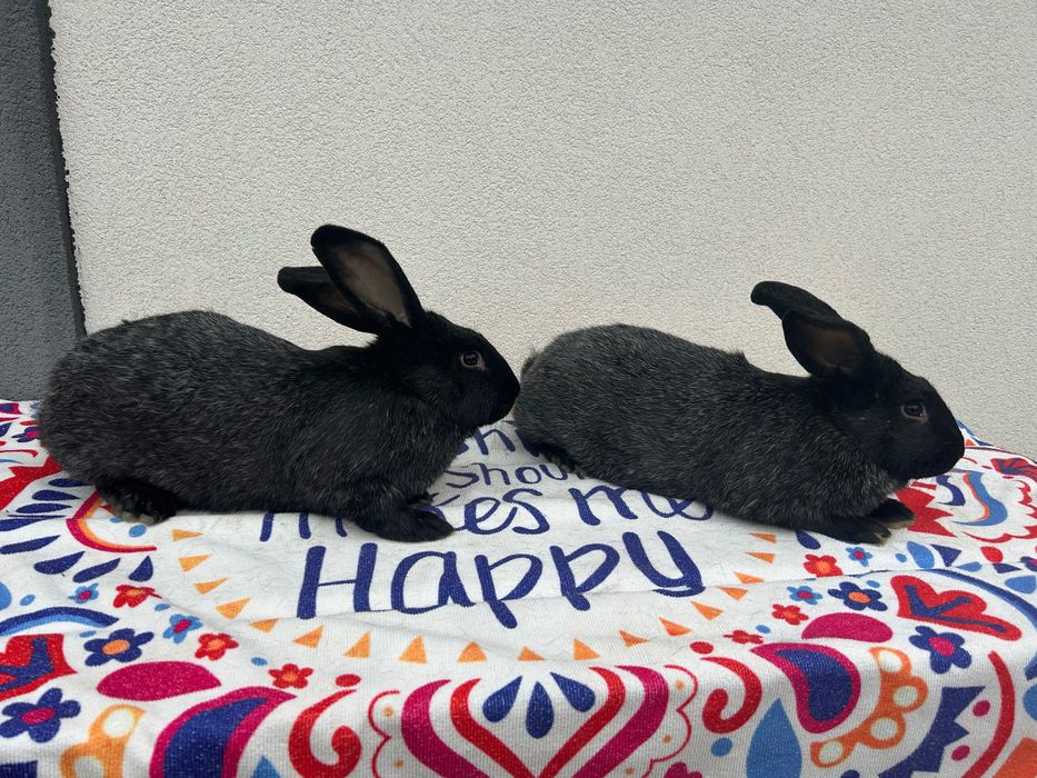 Кролики Полтавське срібло