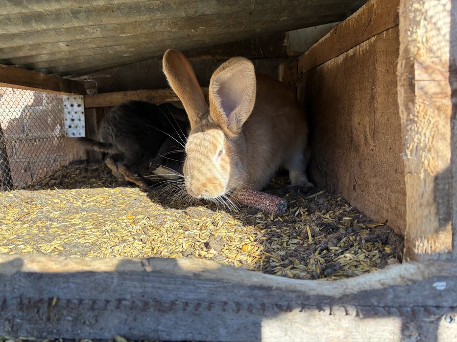 Sprzedam kaczki gesi króli