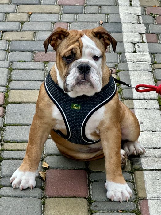 Цуценя Англійського Бульдога