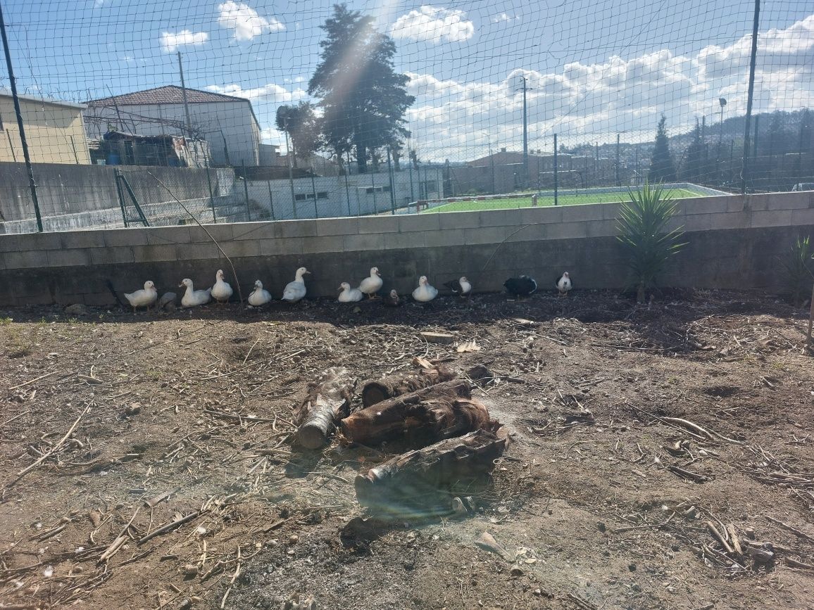 * Gansos e Patos *