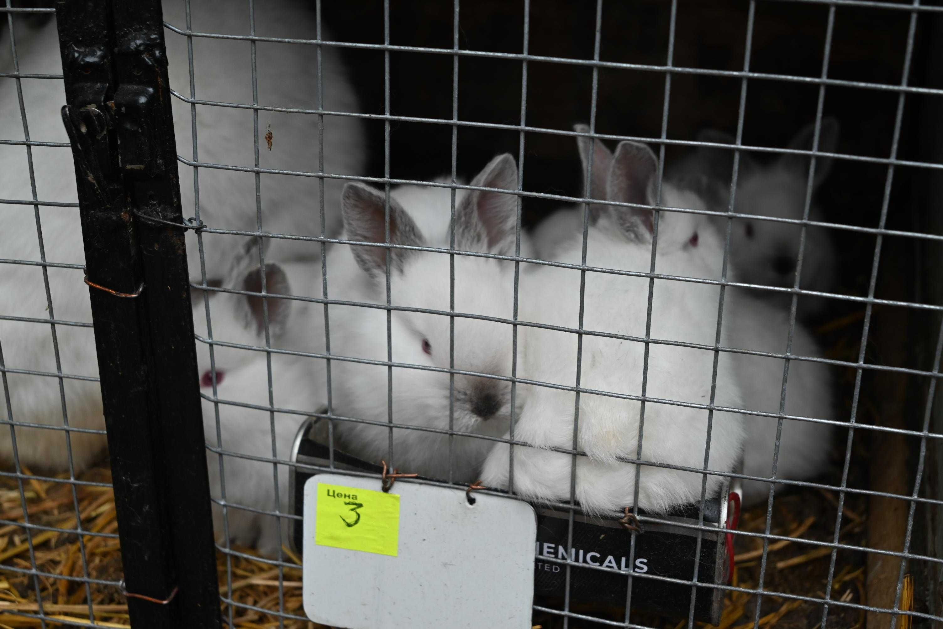 Кролики породи Каліфорнія. Самці та самки різного віку. Є м'ясо