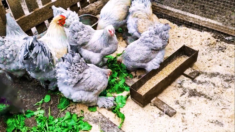 І/я брама ізабелла