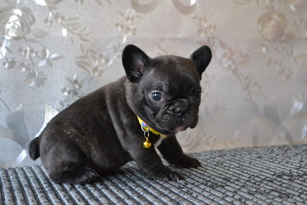 Французька.   ЗіроньКа