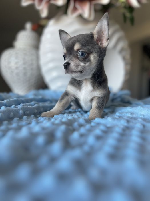 Chihuahua krótkowłosa