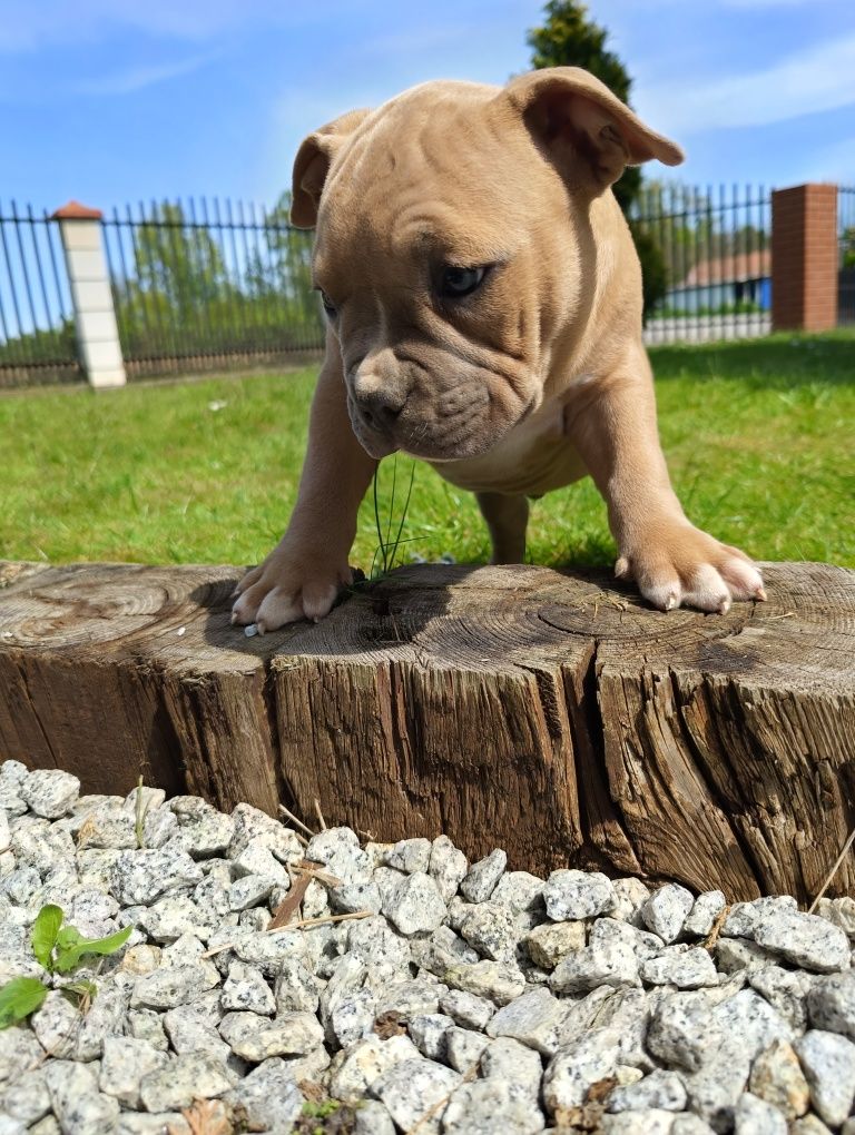 Amerycan Bully ABKC piękny piesek tylko dziś