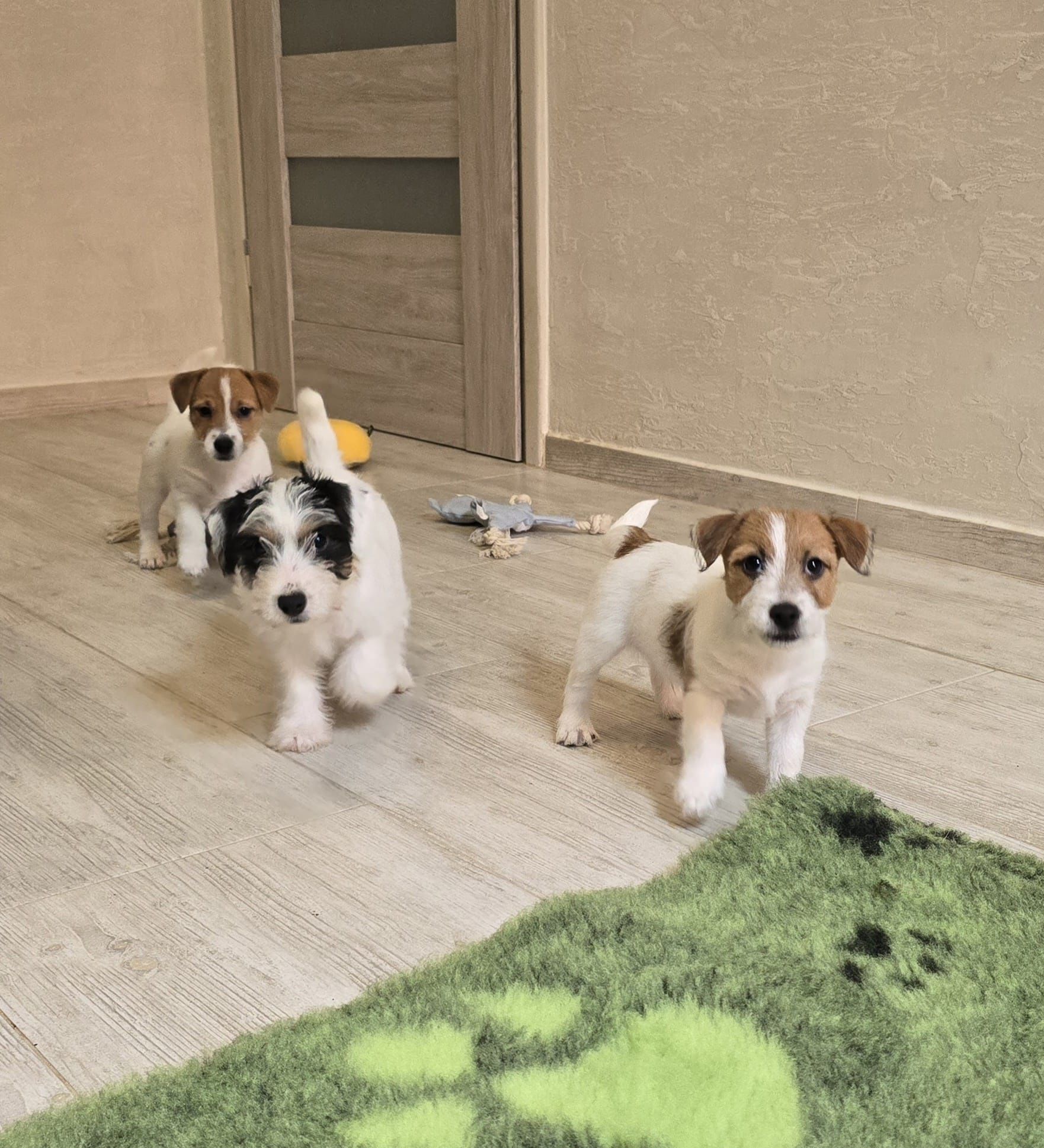 Jack Russell Terrier ZKwP FCI
