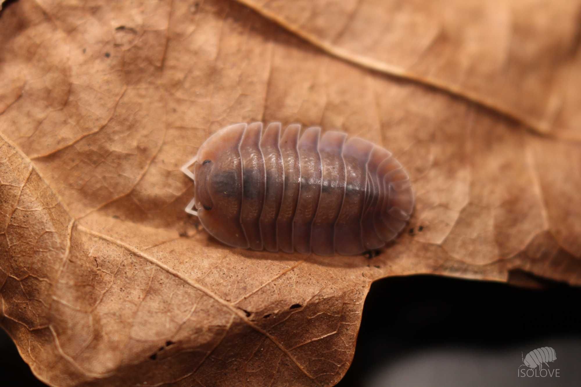 Troglodillo sp. „soil" (ex. Cubaris), równonogi, isopoda
