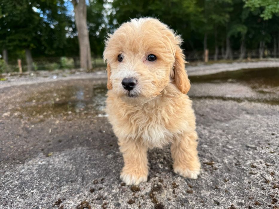 maltipoo gotowy do odbioru