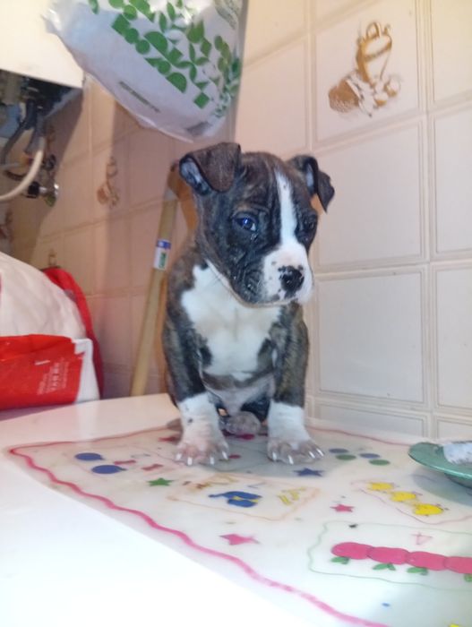 Companheiro de 4 patinhas