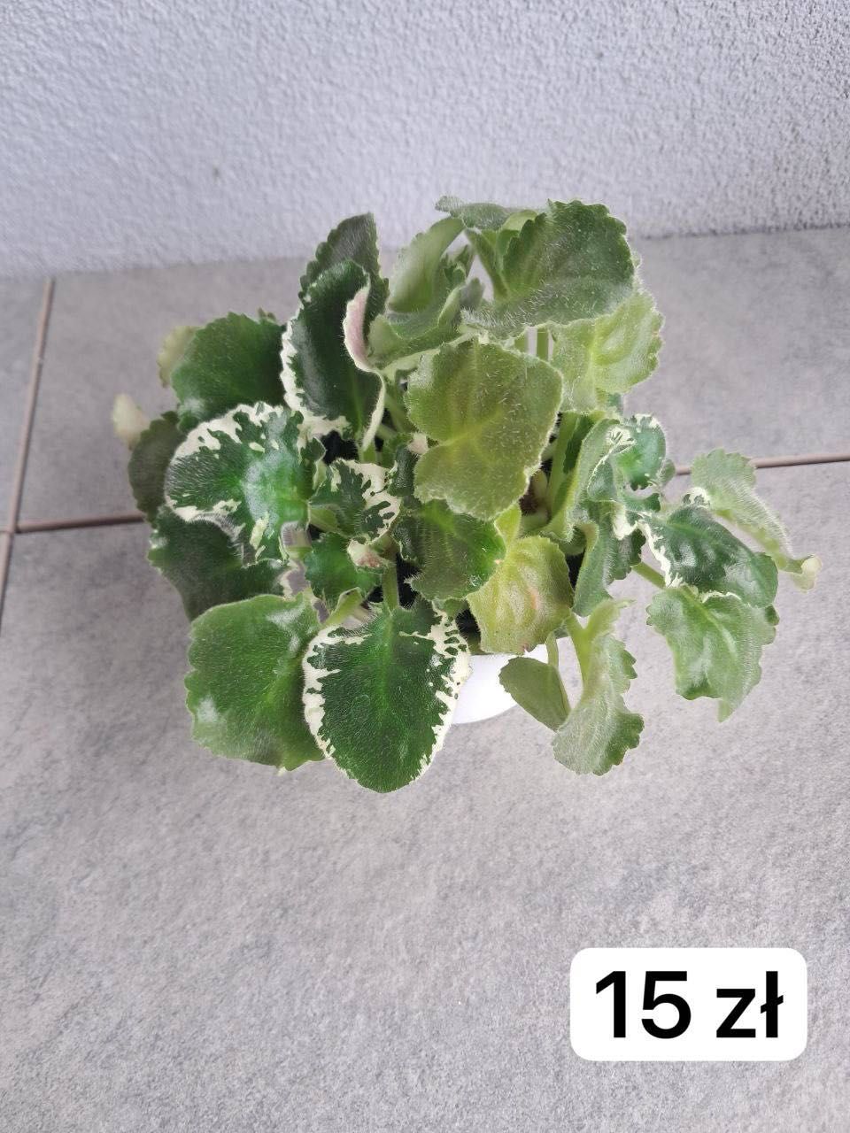 Storczyki. phal.