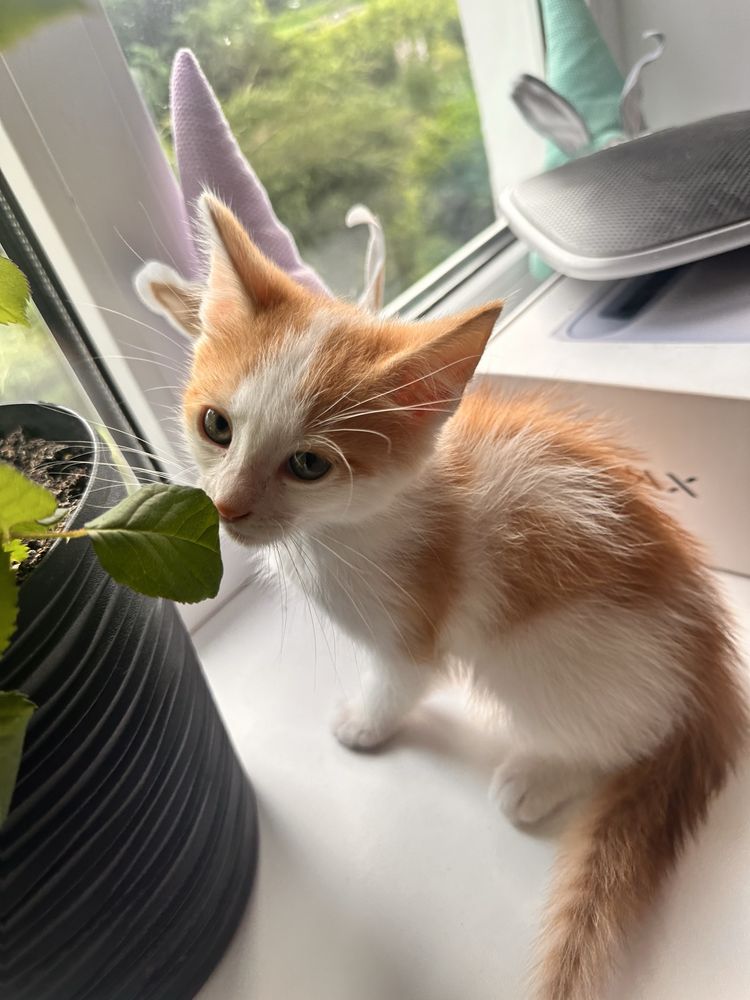Віддам кошенят безкоштовно