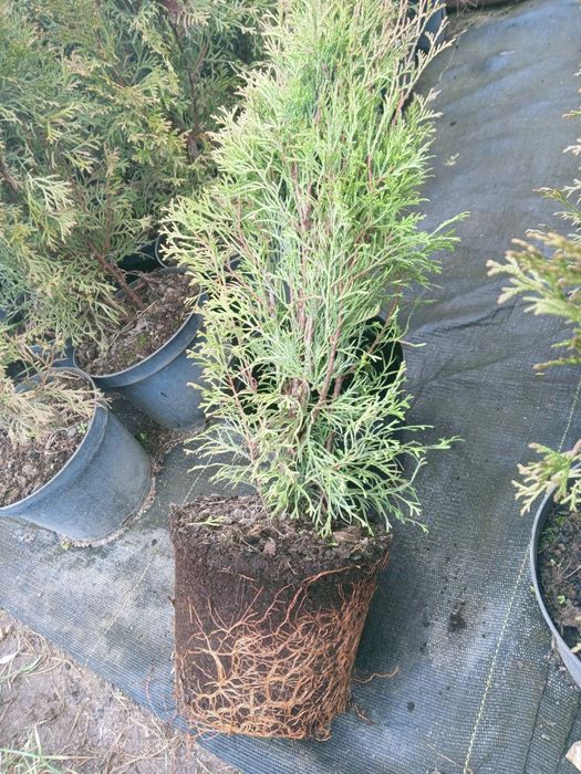 Tuja Szmaragd "Thuja Smaragd" wys. 100-120 cm na żywopłot