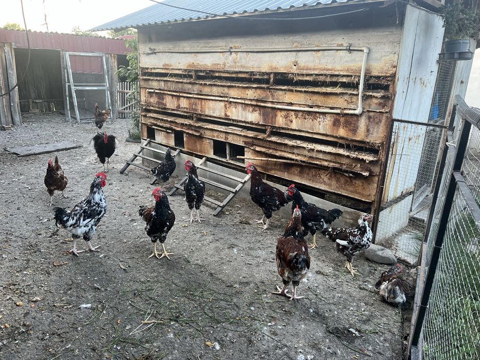 Молоді півні та річні курочки лівенська ситцева