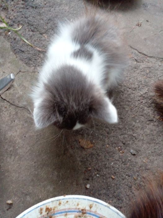 Пушистые, веселые, здоровые котята.