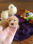Piesek Cavapoo gotowy do odbioru