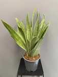 Sansevieria trif Metalliica