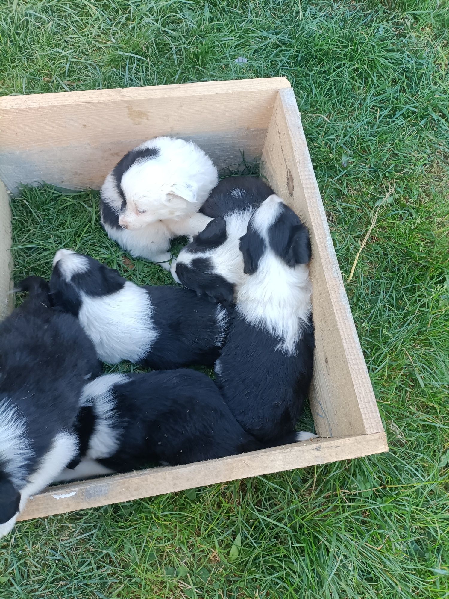 Pieski border collie