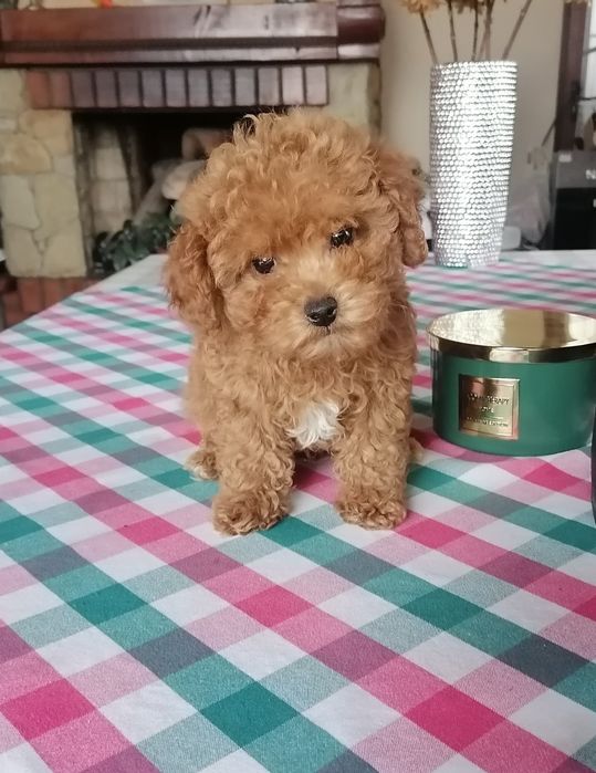 Малята той пудельки