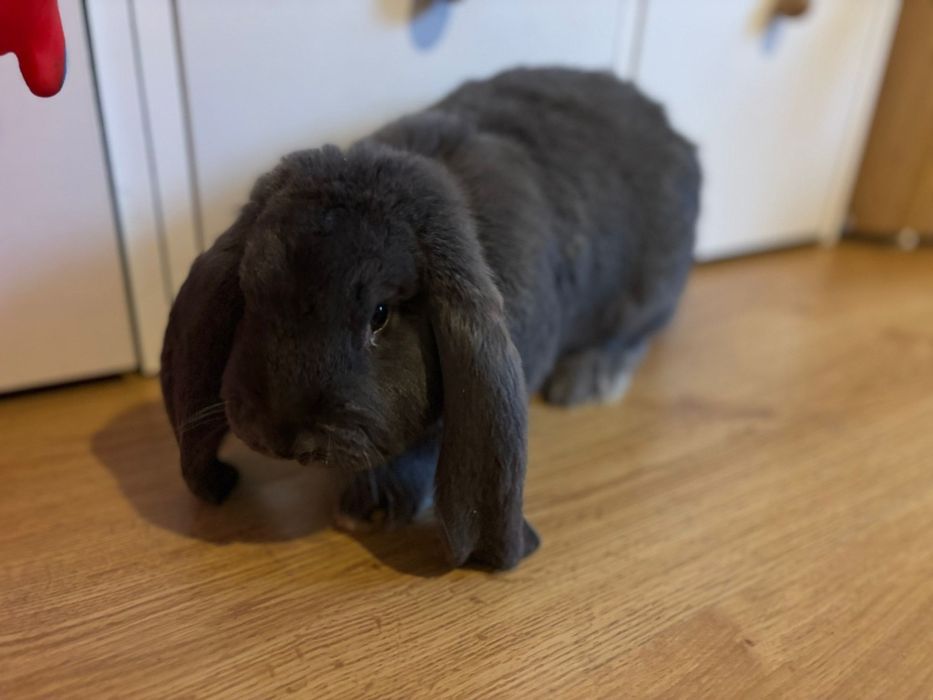 Królik Baran Francuski Samiec Samica Króliki