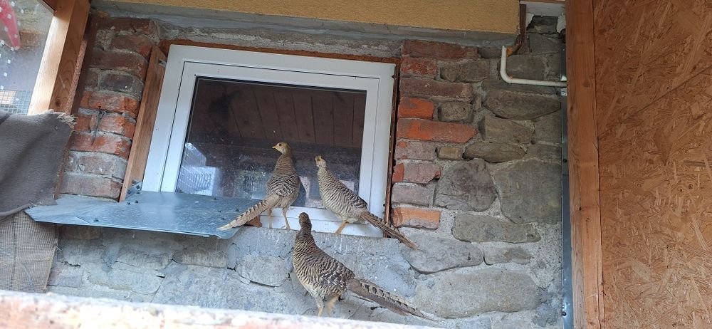 Sprzedam samice bażanta tegoroczną