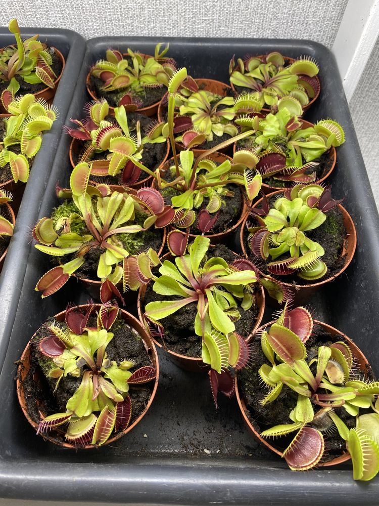 У продажу Венерина мухоловка / Dionaea muscipula