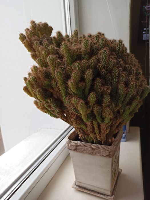 Кактус Цереус перуанский, 21 год