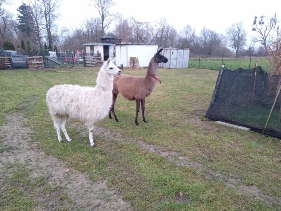 Para lam samiec i samica sprzedam lub zamienię