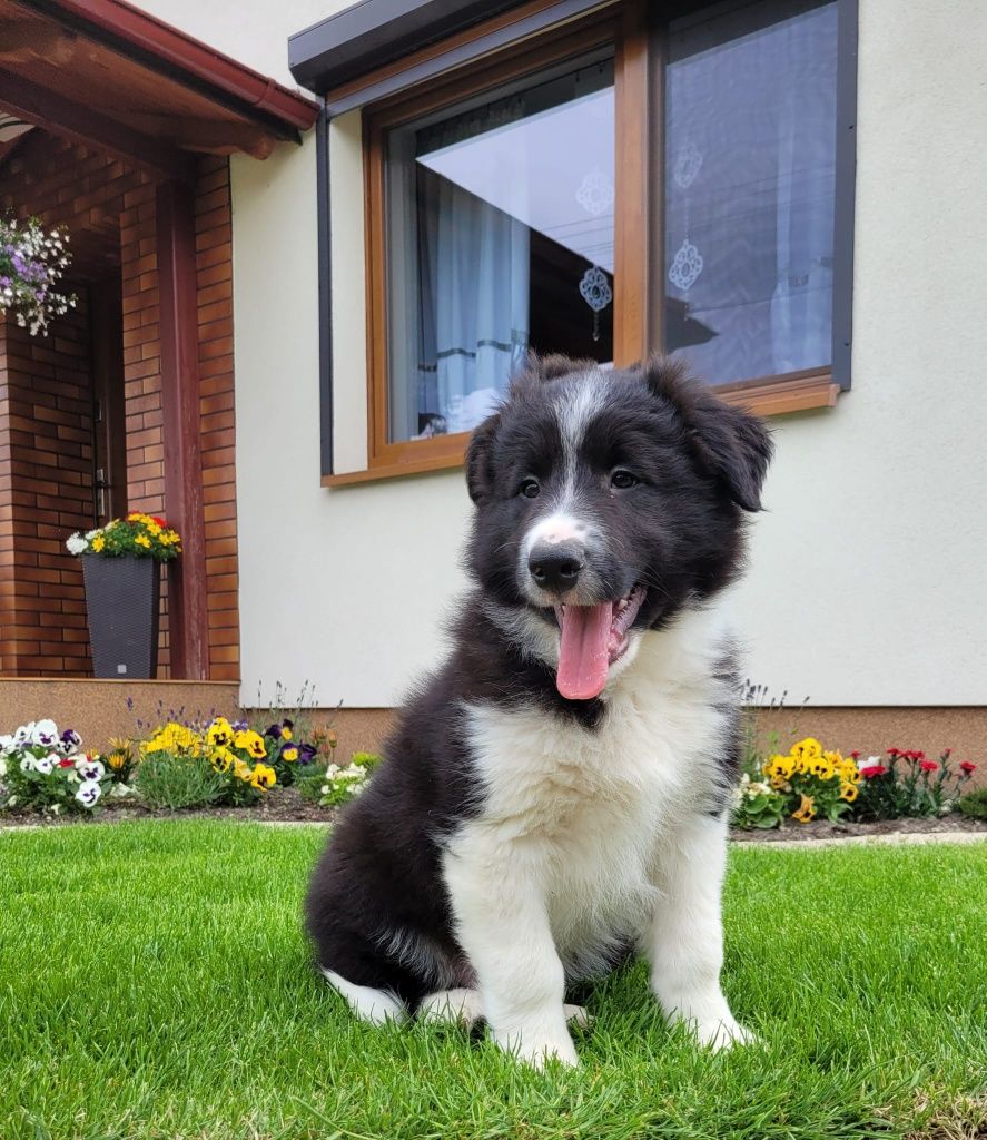 Border Colie piesek