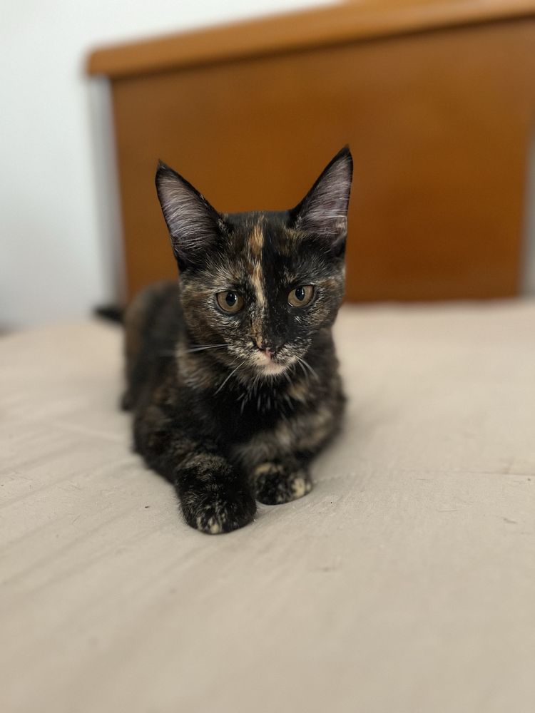 Gatinhas para adoção responsavel