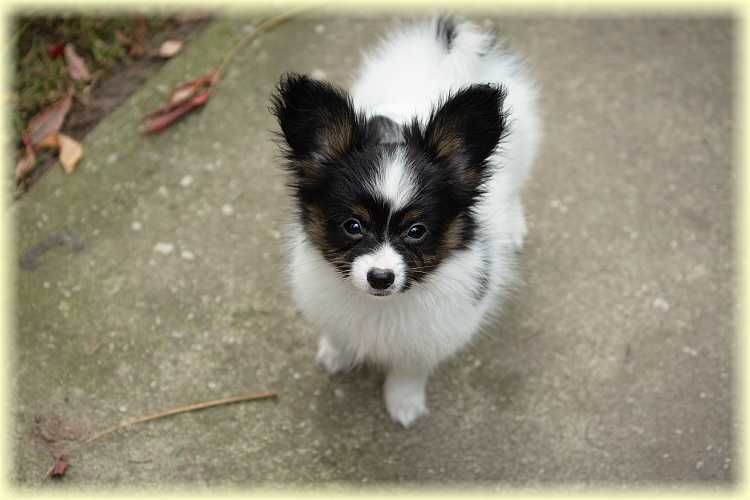 Spaniel kontynentalny miniaturowy papillon suczka ZKwP/FCI