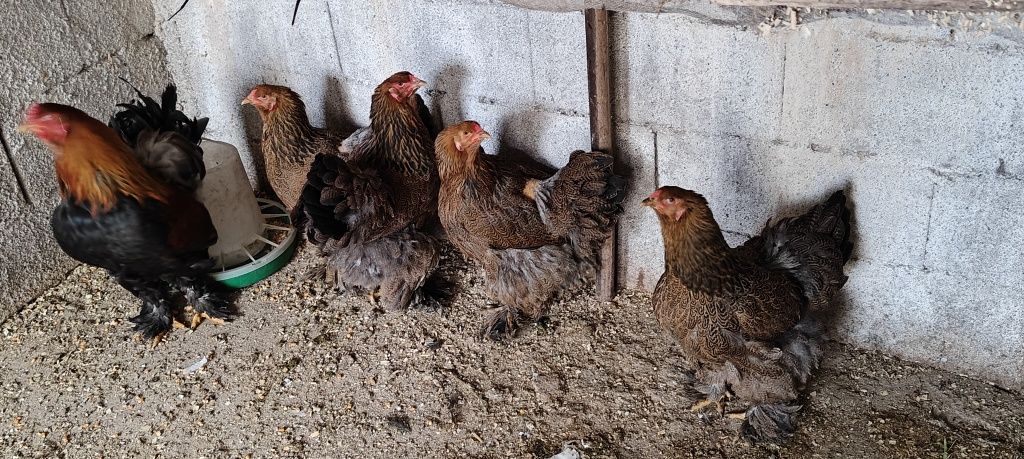 Ovos de galinha brahma perdiz.