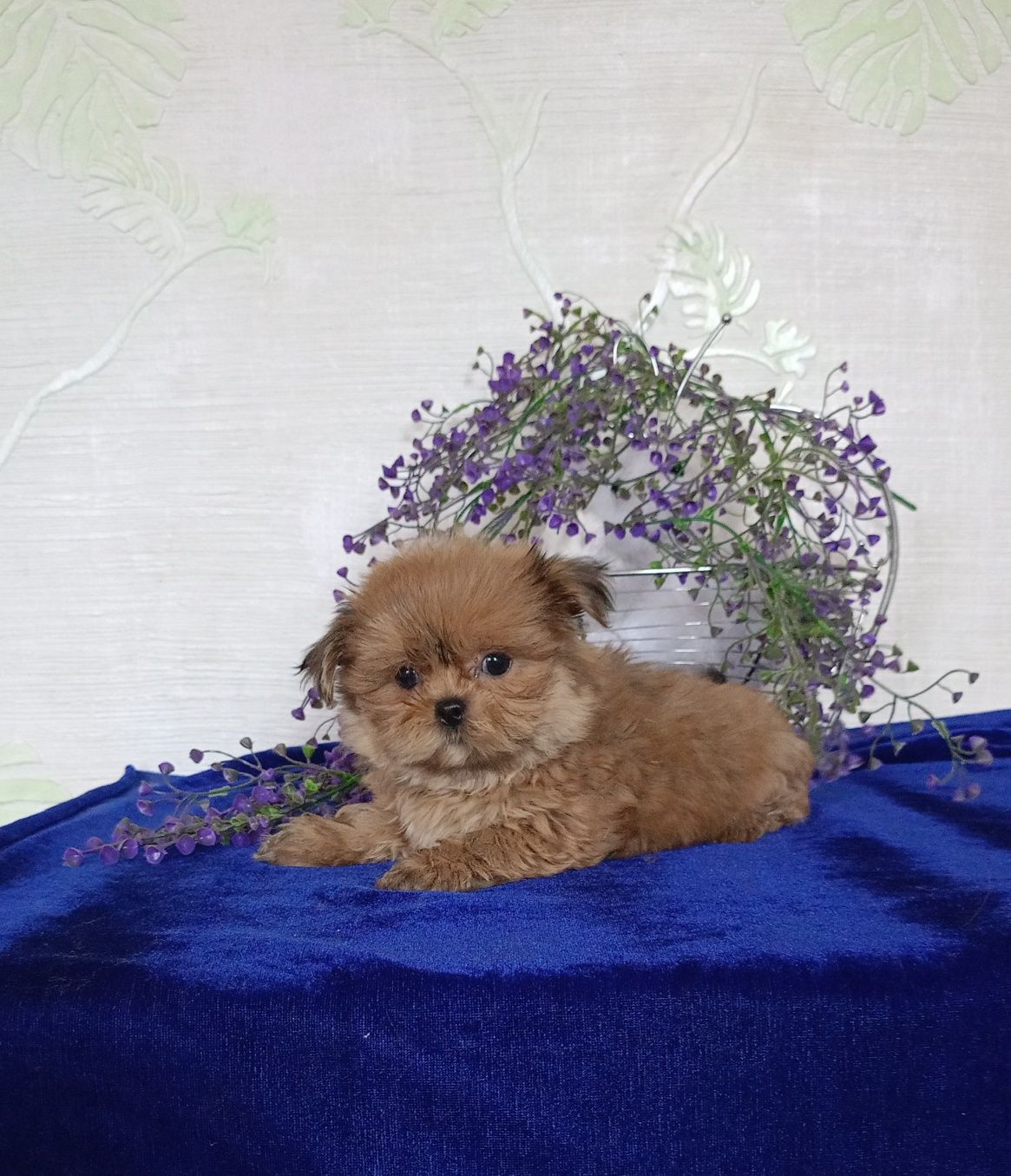 Imperial micro хлопчик