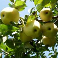Саджанці яблунь Білий налив