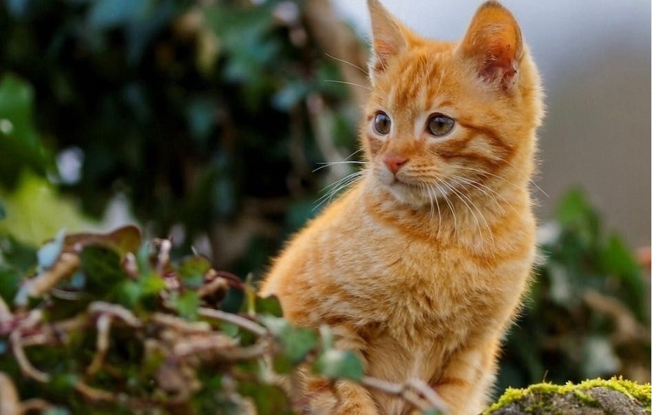 Красивые рыжие котята бесплатно