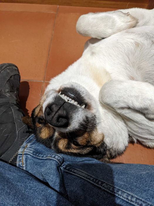 Cão Rafeiro super meigo para adoção responsável