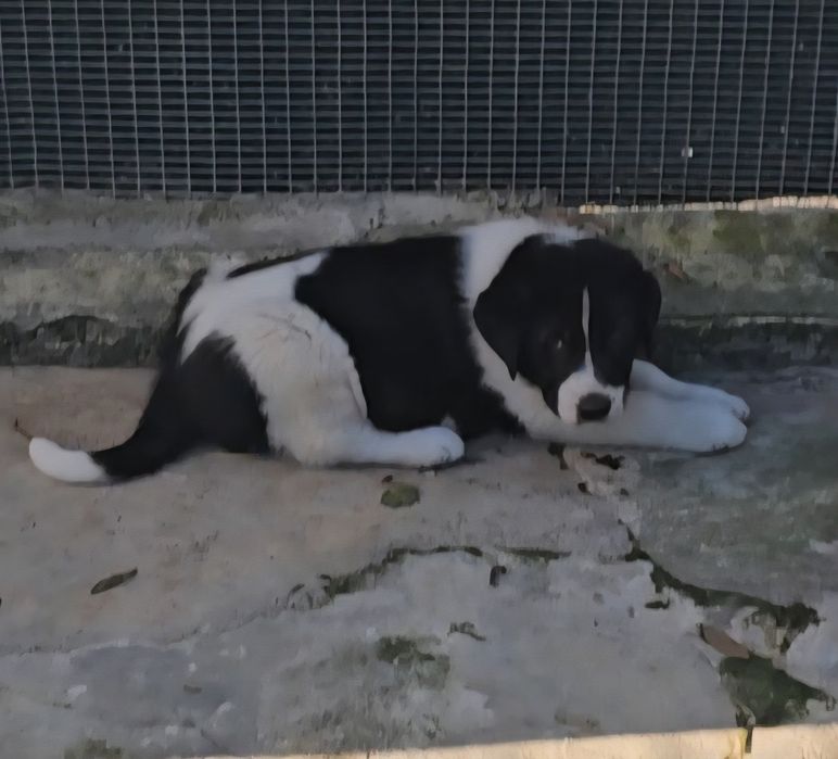 Cão Tipo Cão de Gado Transmontano