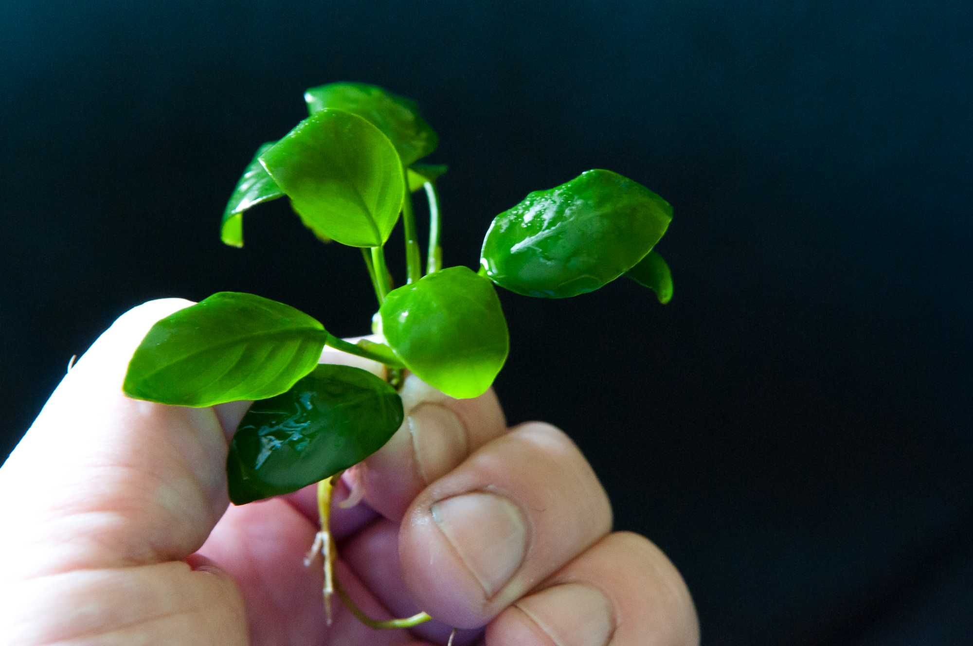 Anubias niski nana KIELCE