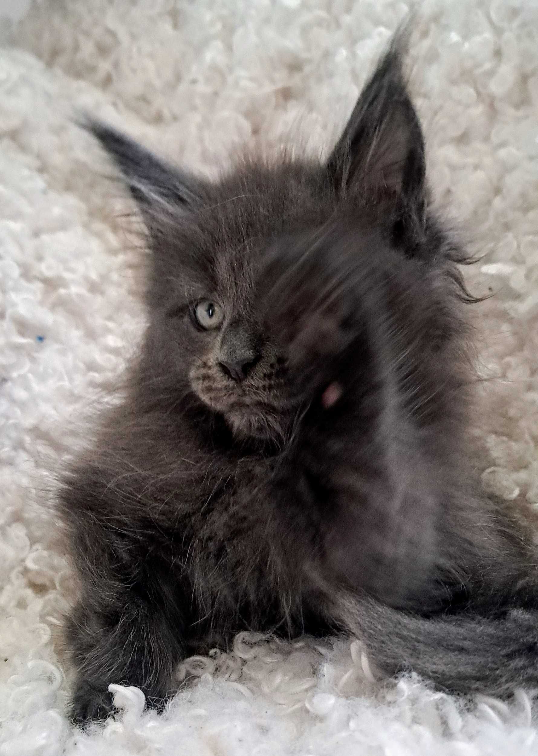 Wyjątkowy Maine Coon