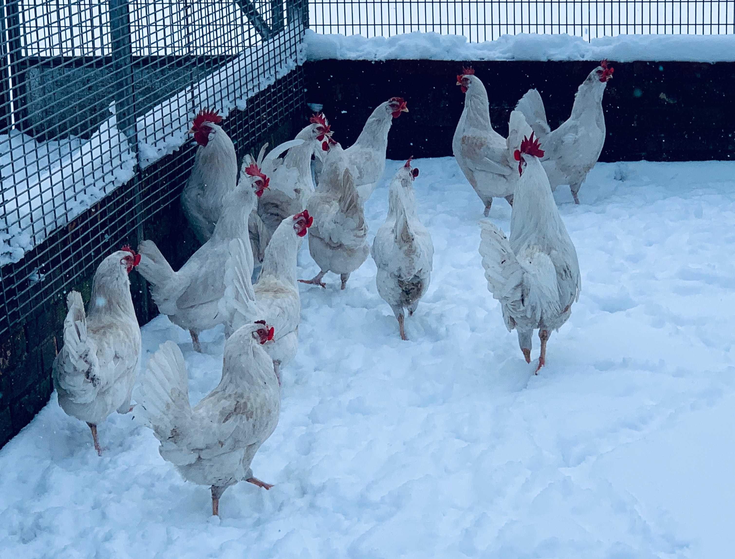 leghorn leghorny młode 2025 dostawa