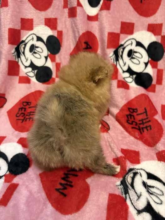 Pomeranian XXS piesek do odbioru