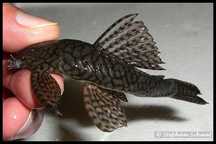 Ancistrus pretos   3€