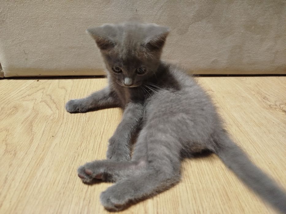 Шотландськая прямовухая.Масть Голубая