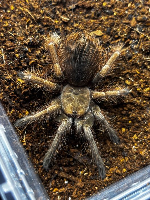 Pamphobetheus sp mascara