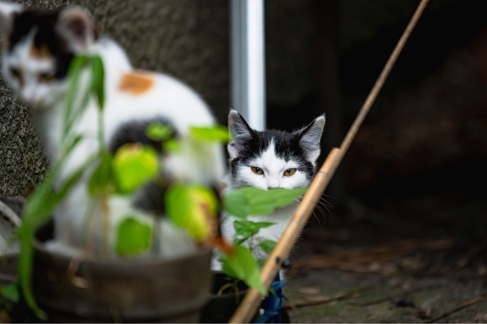 Kotki do adopcji